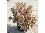 Weigela Flor. 'Monet'® ('Verweig'®) - Weigelie Monet Randagia 25- 30 Cm - Contenitore