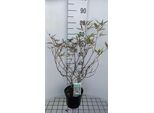 Vitex Agnus-Castus 'Santamaria' - Pepe Di Montagna 30- 40 Cm - Contenitore