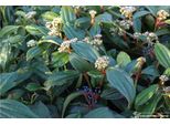 Viburnum Davidii - Palla Di Neve 60-80 Cm - Contenitore