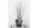 Viburno Far. 'December Dwarf' - Palla Di Neve 30- 40 Cm - Contenitore