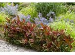 Viburno Odoroso. Coppertop'® - Palla Di Neve 30- 40 Cm - Contenitore