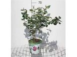 Viburnum Burkw. 'Anne Russell' - Palla Di Neve 50- 60 Cm - Contenitore