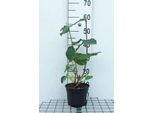 Viburno Lantana - Palla Di Neve 50- 60 Cm - Contenitore