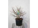 Viburnum Plic. 'Watanabe' - Palla Di Neve 60-80 Cm - Contenitore