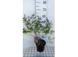 Vitex Agnus-Castus 'Pink Pinnacle' - Pepe Di Monaco 30- 40 Cm - Contenitore