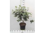Viburnum Carlcephalum - Palla Di Neve 50- 60 Cm - Contenitore