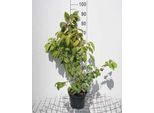 Viburnum Plic. 'Tomentosum' - Palla Di Neve 40- 60 Cm - Contenitore