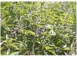 Vitex Agnus-Castus 'Latifolia' - Pepe Del Monaco, Albero Del Casto, Albero Del Casto 30- 40 Cm - Contenitore
