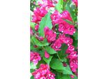 Weigela Hybr. 'Red Prince' - Giglio Cuneato 50- 60 Cm - Contenitore