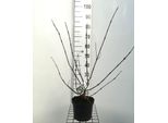 Viburnum Plic. 'Grandiflorum' (Rotundifolium) - Bucaneve 40- 60 Cm - Contenitore