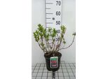 Weigela Hybr. 'Red Prince' - Giglio Cuneato 40-50 Cm - Contenitore