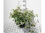 Viburnum Plic. 'Watanabe' - Palla Di Neve 30- 40 Cm - Contenitore