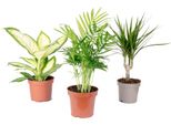 Set Di Piante Tropicali - 3 Piante Verdi Di Facile Manutenzione In Un Unico Set - Palma Di Montagna, Dieffenbachia, Albero Del Drago - Altezza Circa 30 Cm