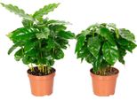 Set Di 2 Coffea Arabica - Pianta Da Caffè Esotica Per La Casa, Altezza Circa 15 Cm, Vaso Ø 9 Cm