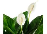 Foglia Singola Con 4-8 Fiori/Boccioli - Spathiphyllum Che Purifica L'aria - Altezza Circa 65 Cm, Vaso Ø 17 Cm