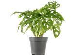 Foglia Da Finestra Di Facile Manutenzione - Monstera Rampicante 'Monkey' - Vaso Ø 12 Cm, Circa 25 Cm