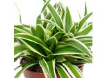 Giglio Verde "Ocean"" Di Facile Manutenzione - Chlorophytum Comosum - Altezza Circa 15 Cm, Vaso Ø 12 Cm"
