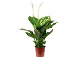 Foglia Singola Con 3-5 Fiori/Boccioli - Spathiphyllum Che Purifica L'aria - Altezza Circa 45 Cm, Vaso Ø 13 Cm