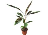 Musa Acuminata Subsp. Zebrina (Banano Zebrina) 80-100 Cm - Vaso Ø 17 Cm - Pianta D'appartamento Esotica