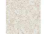Profhome 397473-GU Blumen Vliestapete Floral Creme Matt Beige Braun Gold 5,33 M2