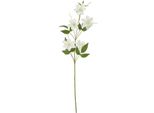 Hill Interiors - Fiore Artificiale Spray HI4899 (Taglia Unica) (Colore Crema)