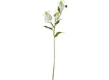 Hill Interiors - Fiore Artificiale HI5057 (Taglia Unica) (Colore Crema)