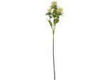 Hill Interiors - Fiore Artificiale HI5060 (Taglia Unica) (Colore Crema)