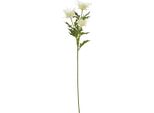 Hill Interiors - Fiore Artificiale HI5061 (Taglia Unica) (Colore Crema)