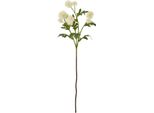 Hill Interiors - Fiore Artificiale HI5055 (Taglia Unica) (Colore Crema)