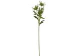 Hill Interiors - Fiore Artificiale HI5061 (Taglia Unica) (Verde)