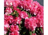 Rhododendron Yakushimanum 'Anuschka' Azalea Giapponese Bianco-Rosa 25-30 Cm