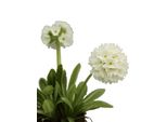 5 Pezzi Primula Perenne A Fiore Ricco 'Primula Denticulata Alba'