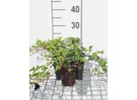 12 X Hedera Helix 'Ivalace' - Edera 'Ivalace' - Vaso 9 Cm X 9 Cm