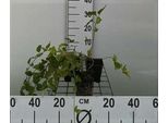 12 X Vinca Major - Pervinca A Foglie Larghe - Vaso 9 Cm X 9 Cm
