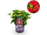 Greenboutiq - Pianta Da Frutto - Pianta Di Banano - Ensete Ventricosum Maurelli - Difficile Da Coltivare - 6 Piante - Vaso 12Cm Altezza 30Cm