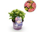 Greenboutiq - Pianta Da Frutto - Pianta Di Banano - Ensete Ventricosum Maurelli - Resistente - 6 Piante - Vaso 17Cm Altezza 40Cm