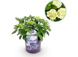 Greenboutiq - Pianta Da Frutto - Pianta Di Banano - Musa Sikkemensis Red Tiger - Resistente - 6 Piante - Vaso 12Cm Altezza 30Cm