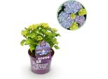 Greenboutiq - Pianta Da Frutto - Pianta Di Banano - Musa Basjoo - Resistente - 6 Piante - Vaso 17Cm Altezza 40Cm