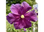 Waldrebe Clematis Viticella Etoile Violett 40 - 60 Cm Kletterpflanze Lila