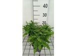 6 X Dryopteris Lepidopoda - Felce Cocciniglia - Vaso 9 X 9 Cm