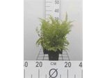 6 X Polystichum Set. Herrenhausen" - Felce Setolosa ""Herrenhausen"" - Vaso 9 X 9 Cm"