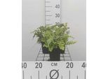 6 X Polypodium Vulgare - Felce Maculata - Vaso 9 X 9 Cm
