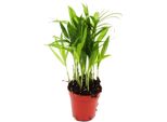 Mini Pianta Chamaedorea Elegans Palma Di Montagna Ideale Per Ciotole E Bicchieri Di Piccole Dimensioni In Vaso Da 5,5 Cm