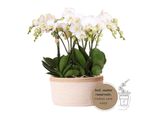 Orchidee Kolibri | Set Di Orchidee Bianche In Cesto Di Cotone Incl. Serbatoio D'acqua | Tre Orchidee Bianche Gent 12Cm | Mono Bouquet Bianco Con Serbatoio D'acqua Autosufficiente.