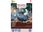Buzzy Zucca Ornamentale Sweet Mama F1 Semi - Circa 8 Semi | Buzzy_024775