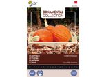 Buzzy Semi Di Zucca Ornamentale Golden Hubbard - Circa 2,5 Gr | Buzzy_024773