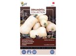 Buzzy Semi Di Zucca Ornamentale Waltham Butternut - Circa 1,5 Gr | Buzzy_029831
