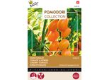 Buzzy Pomodori Pomodoro Dolly F1 Semi - Circa 7 Semi | Buzzy_028530