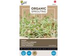 Buzzy Lenticchia Germogliata Biologica - Semi Biologici - Circa 30 Gr | Buzzy_084052