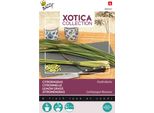 Semi Di Citronella Buzzy Xotica - Circa 0,2 Gr | Buzzy_080402